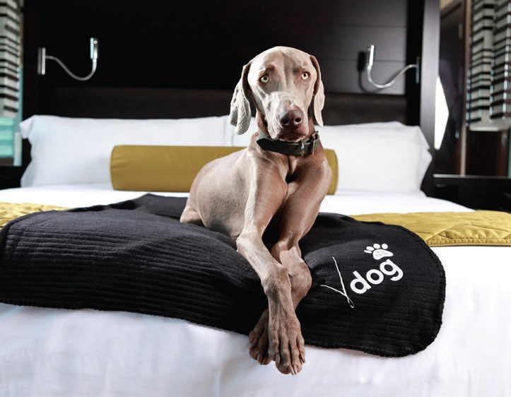 Here, a look at the hotel’s posh exterior and a pooch enjoying a plush bed courtesy of Vdara. PHOTO COURTESY OF MGM RESORTS INTERNATIONL