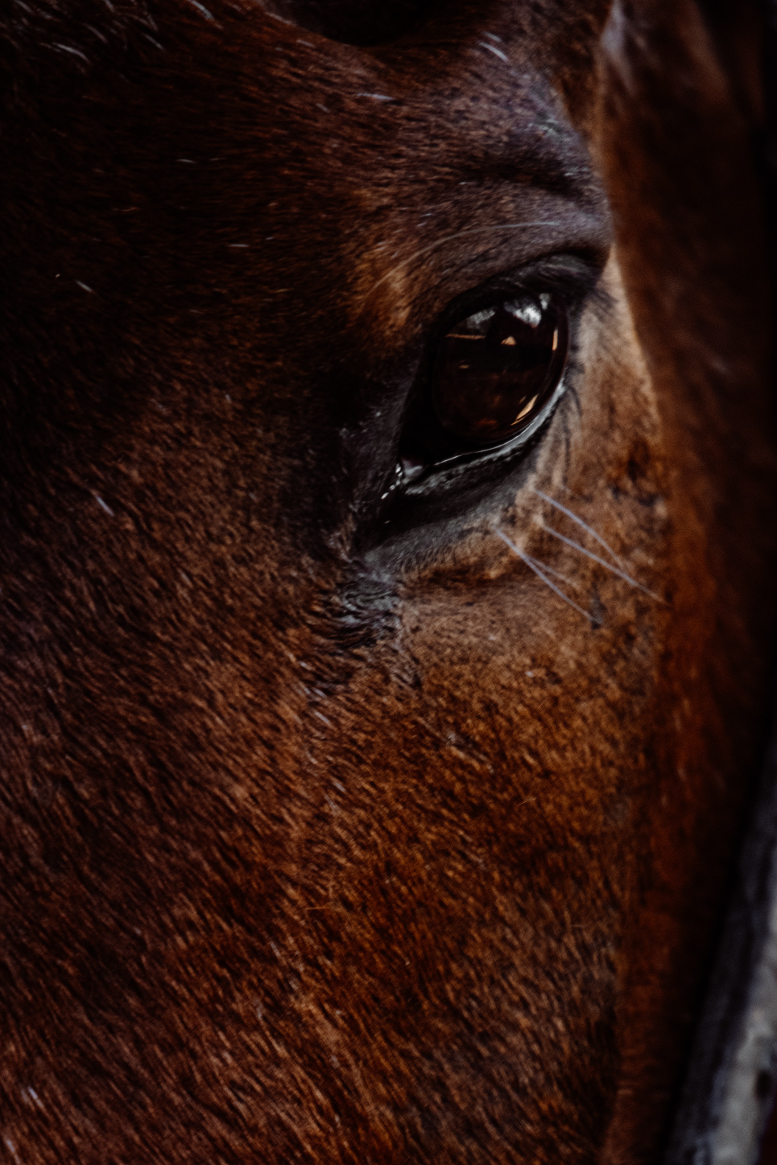horserace-closeup-pexels-roman-odintsov.jpg