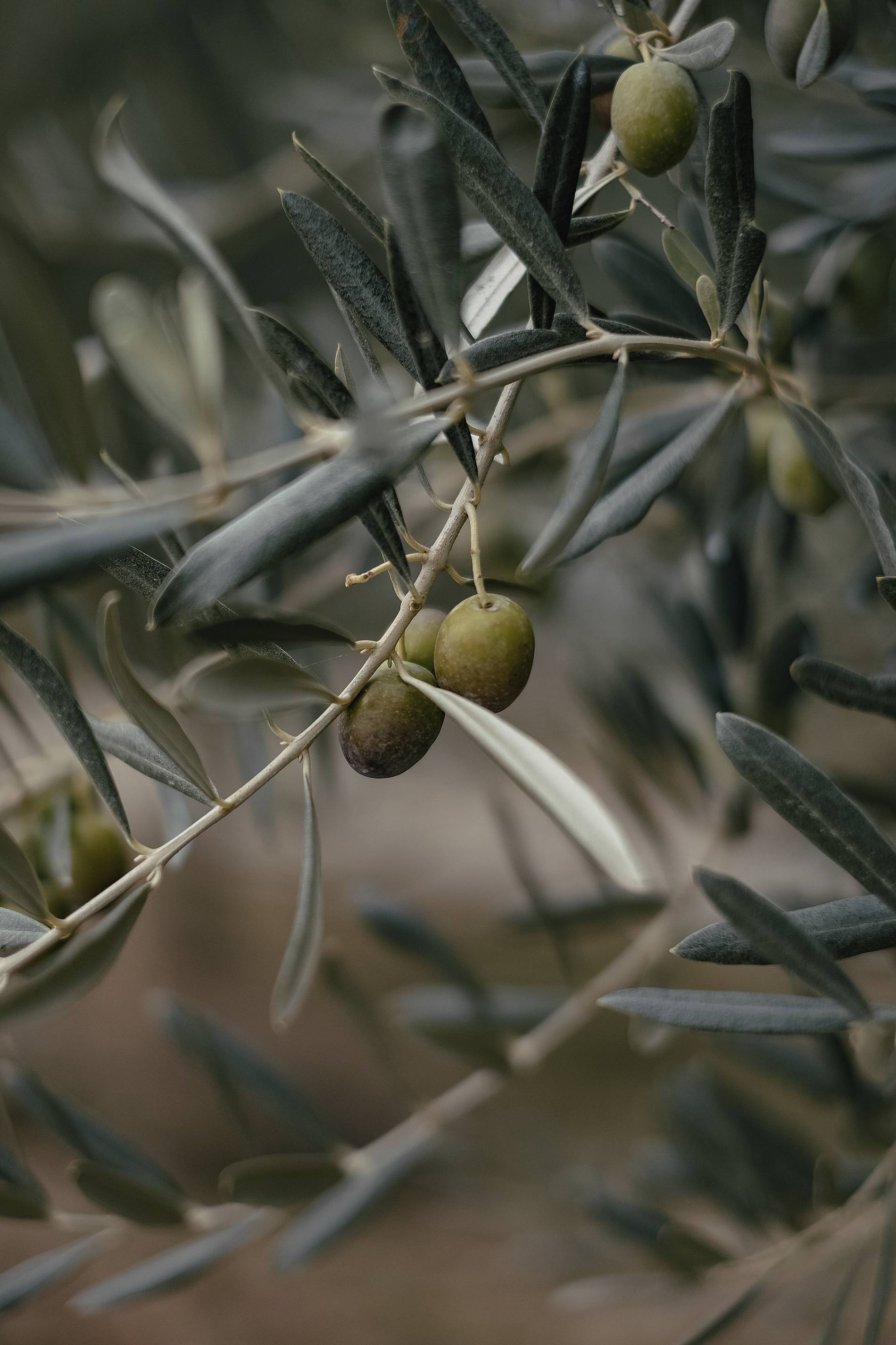toscana-olives-emre-unsplash.jpg